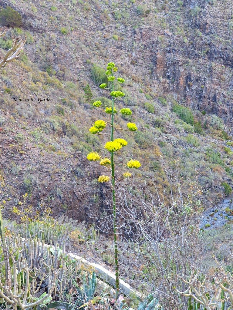 Barranco del Infierno tree from palm plant
