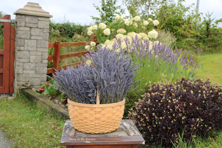 Basket of Lavender