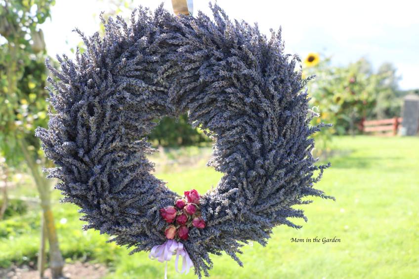 Completed Lavender Wreath in garden