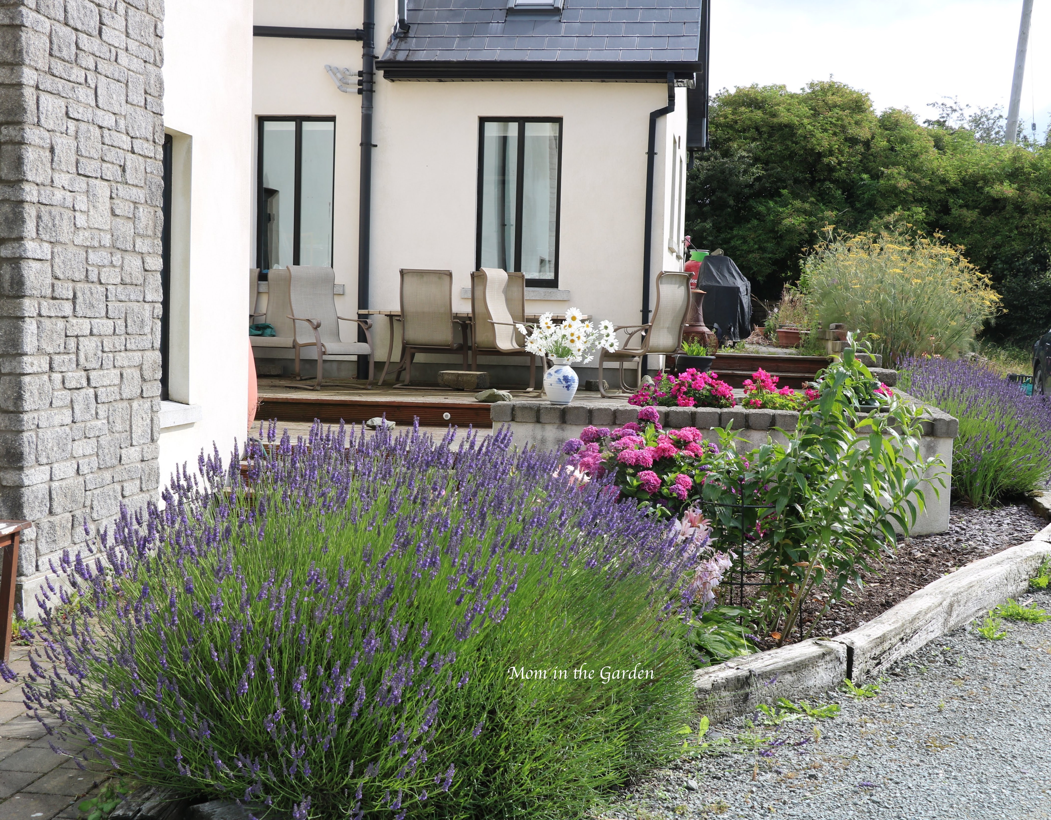 lavender bed July 20