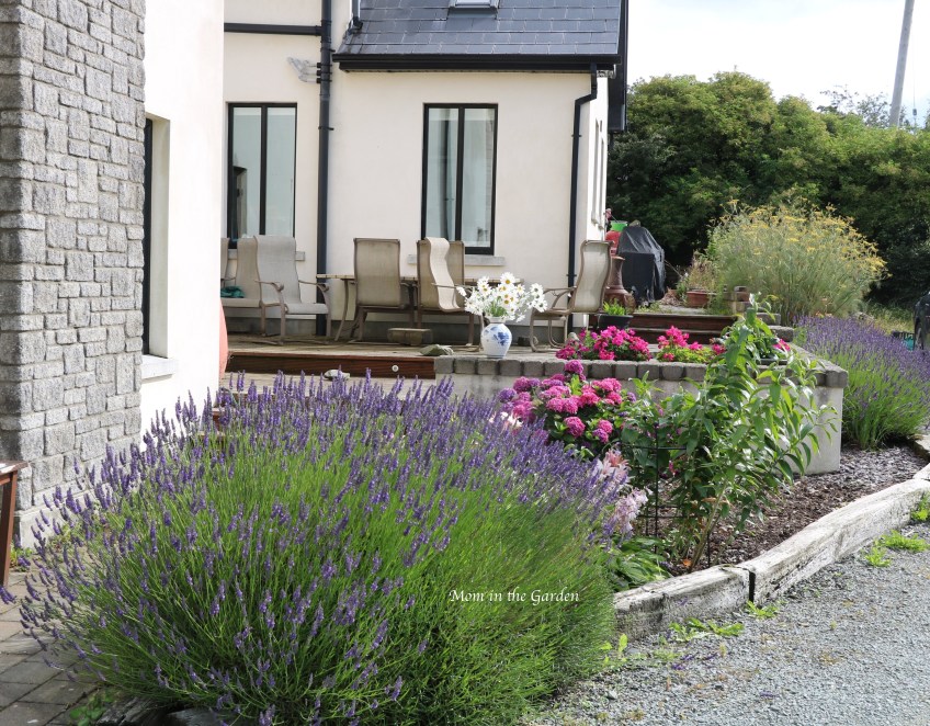 lavender bed July 20