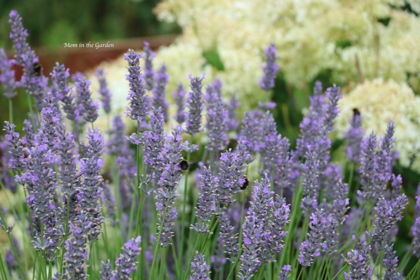Lavender + bees + hydrangea