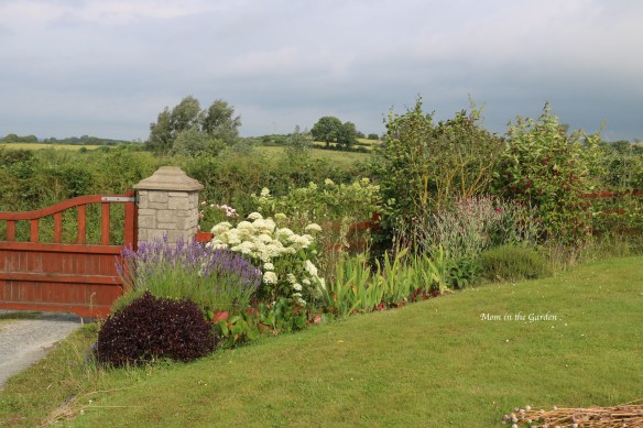 our front Gate garden with hydrangea, lavender in late July 