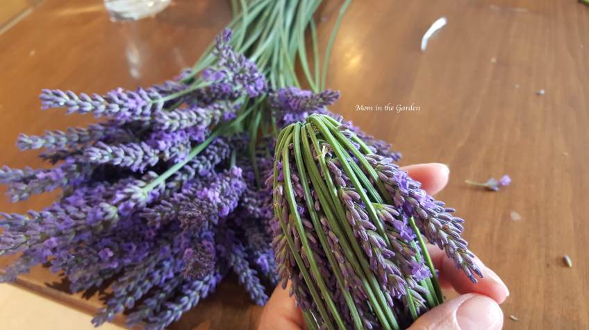bending over the stems of lavender to make a wand