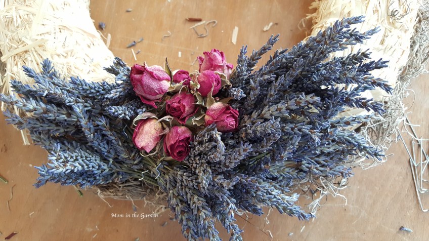 Lavender Wreath roses + lavender start