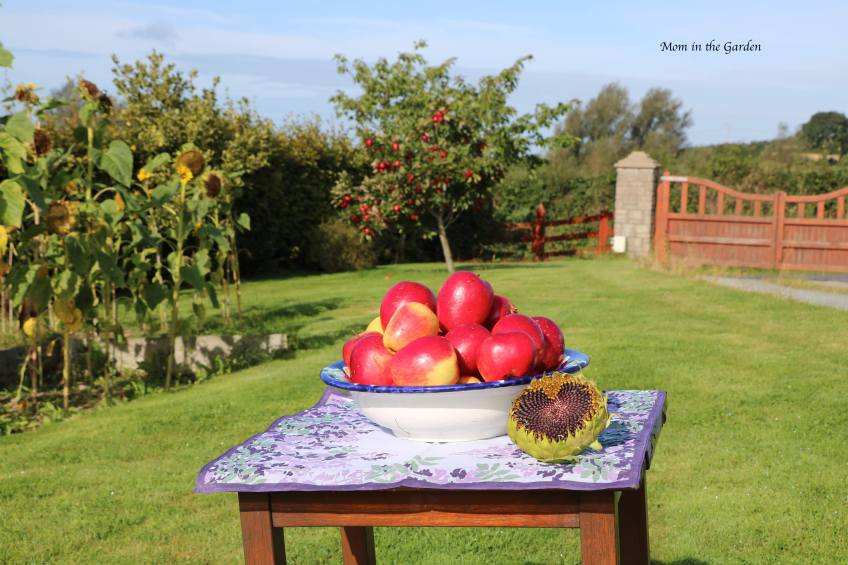 Apple tree + bowl of apples + sunflowers Sept 10