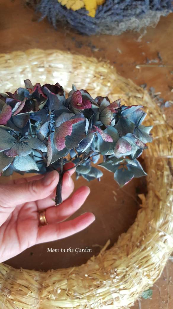 blue(ish) mophead hydrangea flowers to begin a wreath