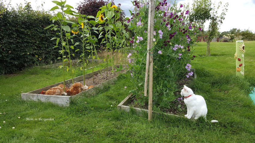 Chickens in the sunflower bed with kitty watching them