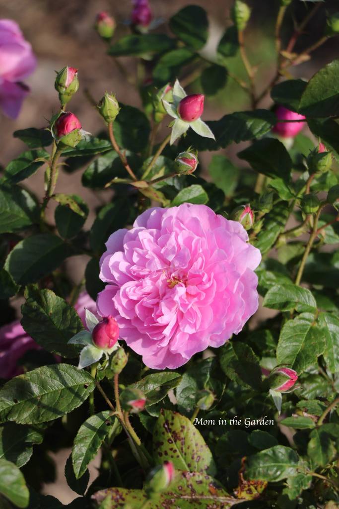 A medium pink David Austin Rose (Harlow Carr)