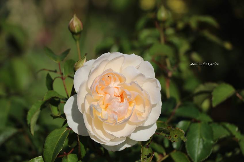 Lichfield Angel David Austin Rose