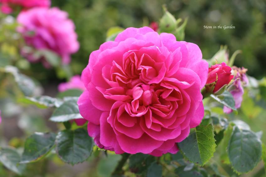 Gertrude Jekyll - David Austin Rose