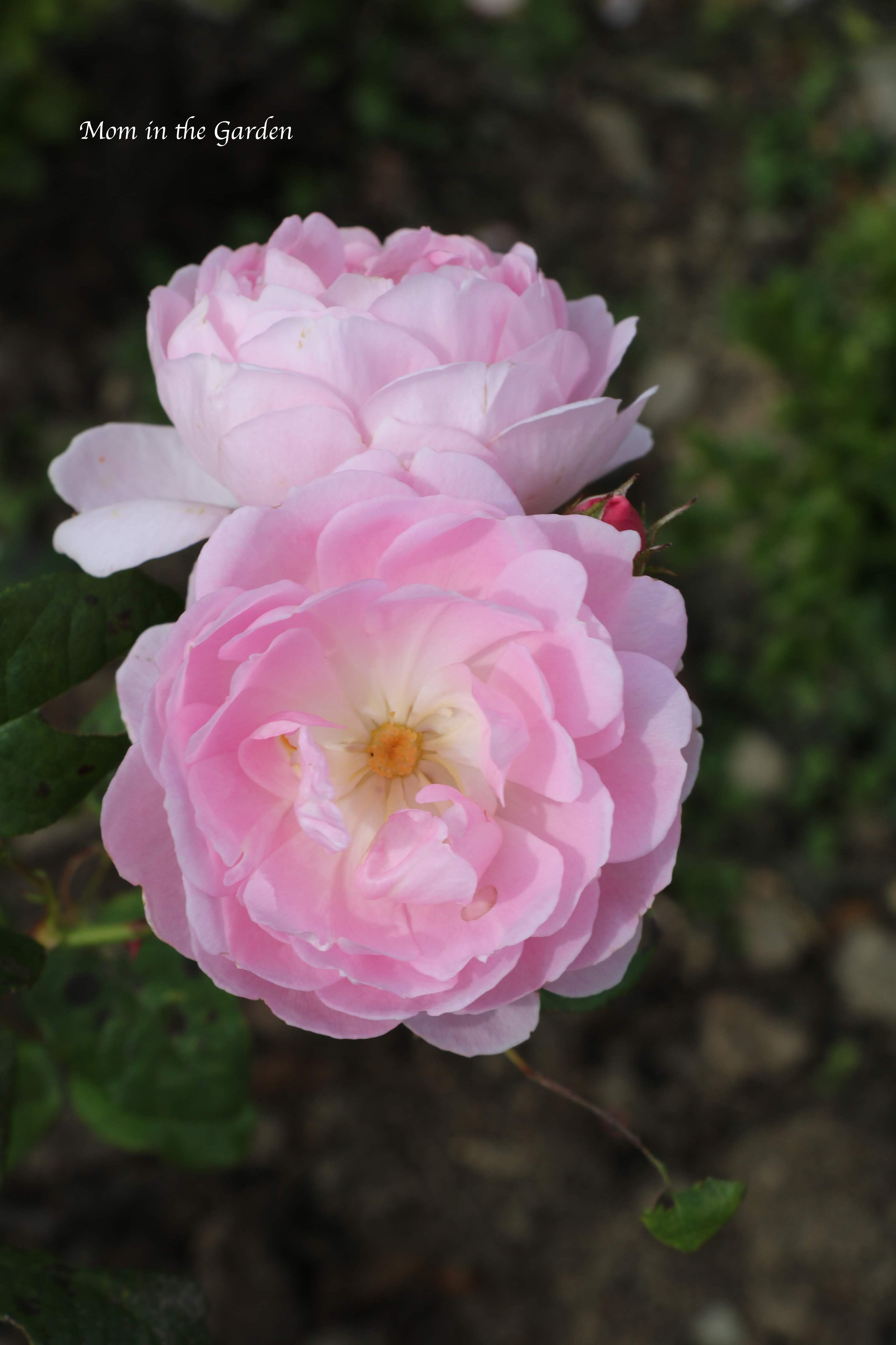 A light pink David Austin roses (Scepter'd Isle) 