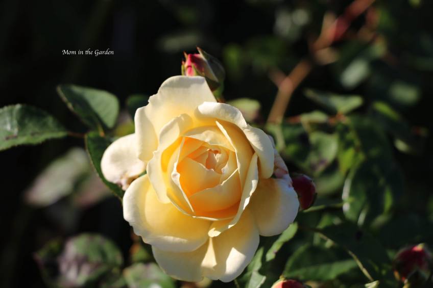 David Austin Teasing Georgia yellow rose Sept 18