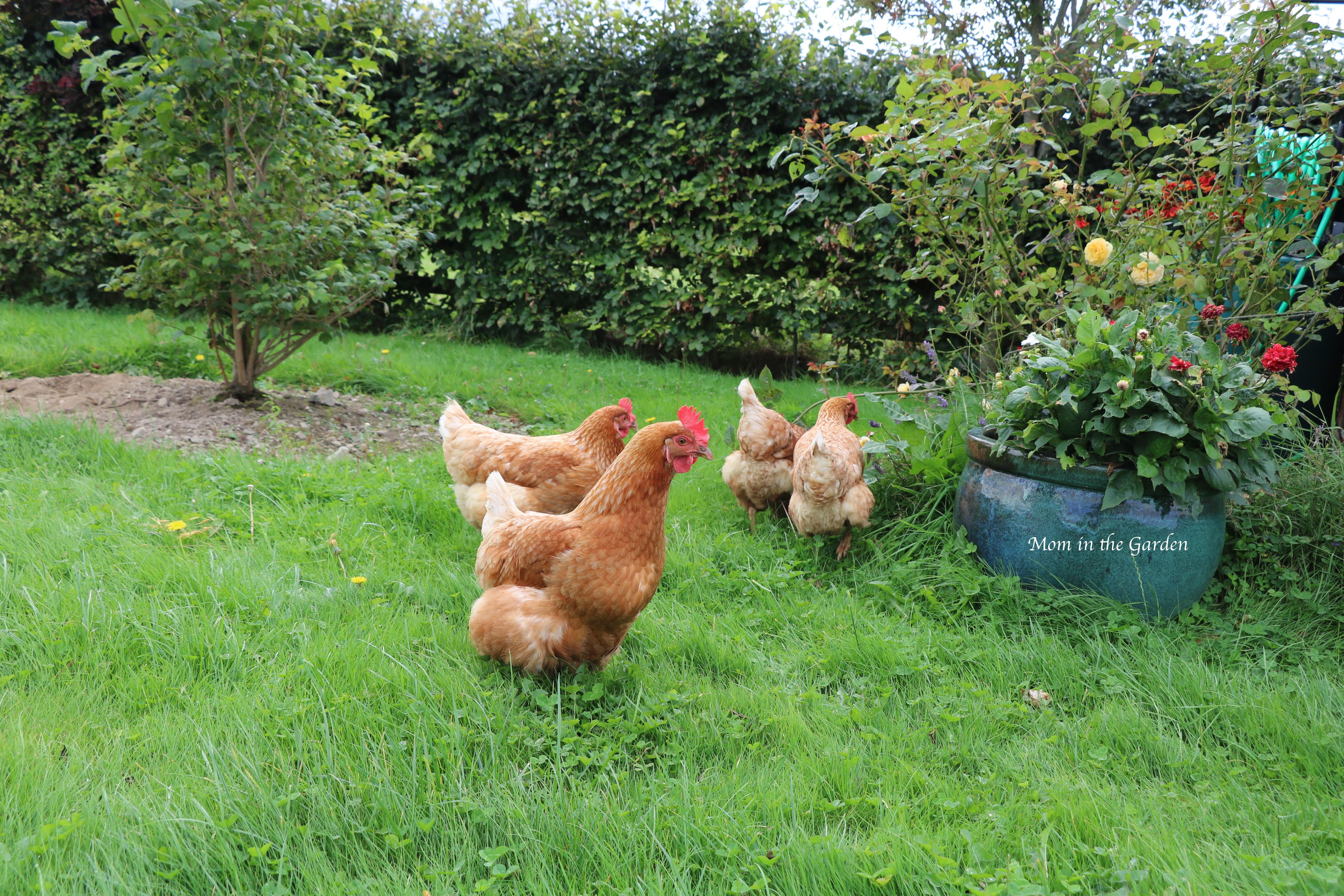 four chickens in the garden