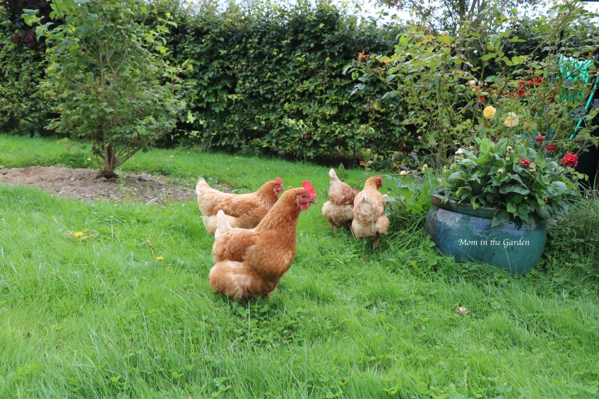 four chickens in the garden