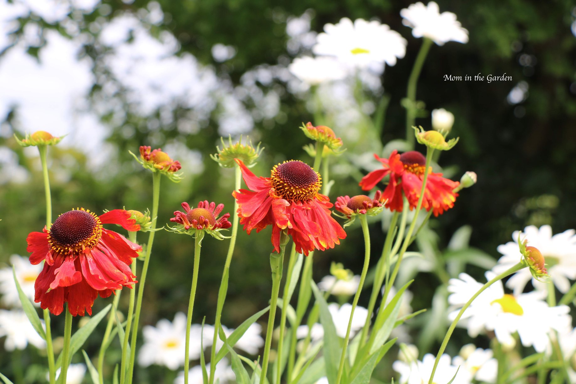 helenium + daisies