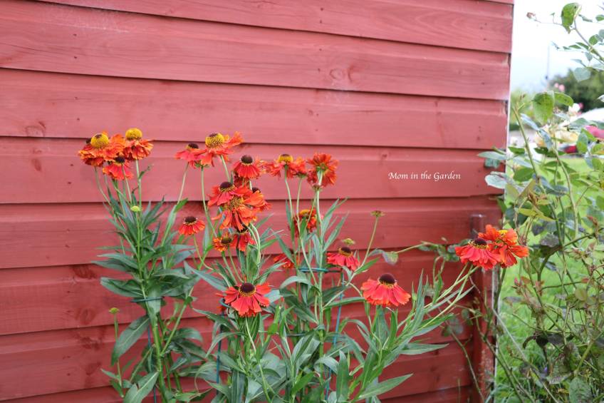 Helenium Jul 31