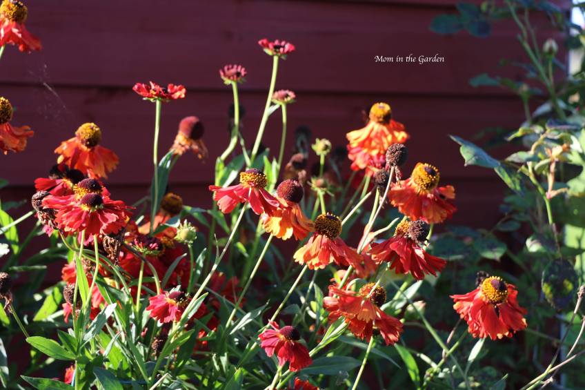 Helenium Moerheim Beauty Sept 18