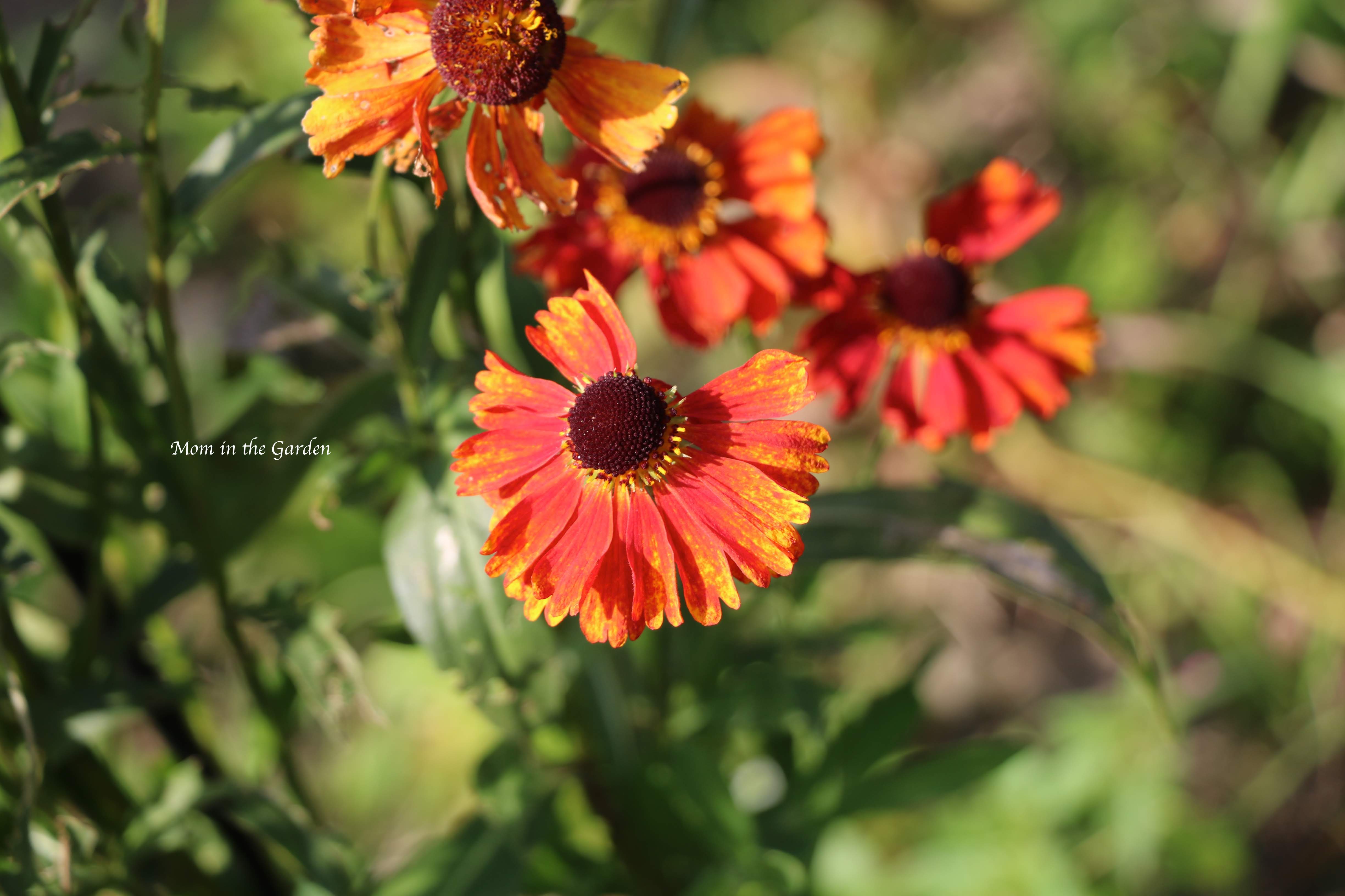 Helenium Sep 19 upclose