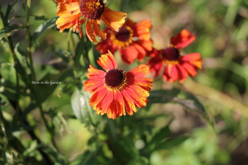Helenium Sep 19 upclose