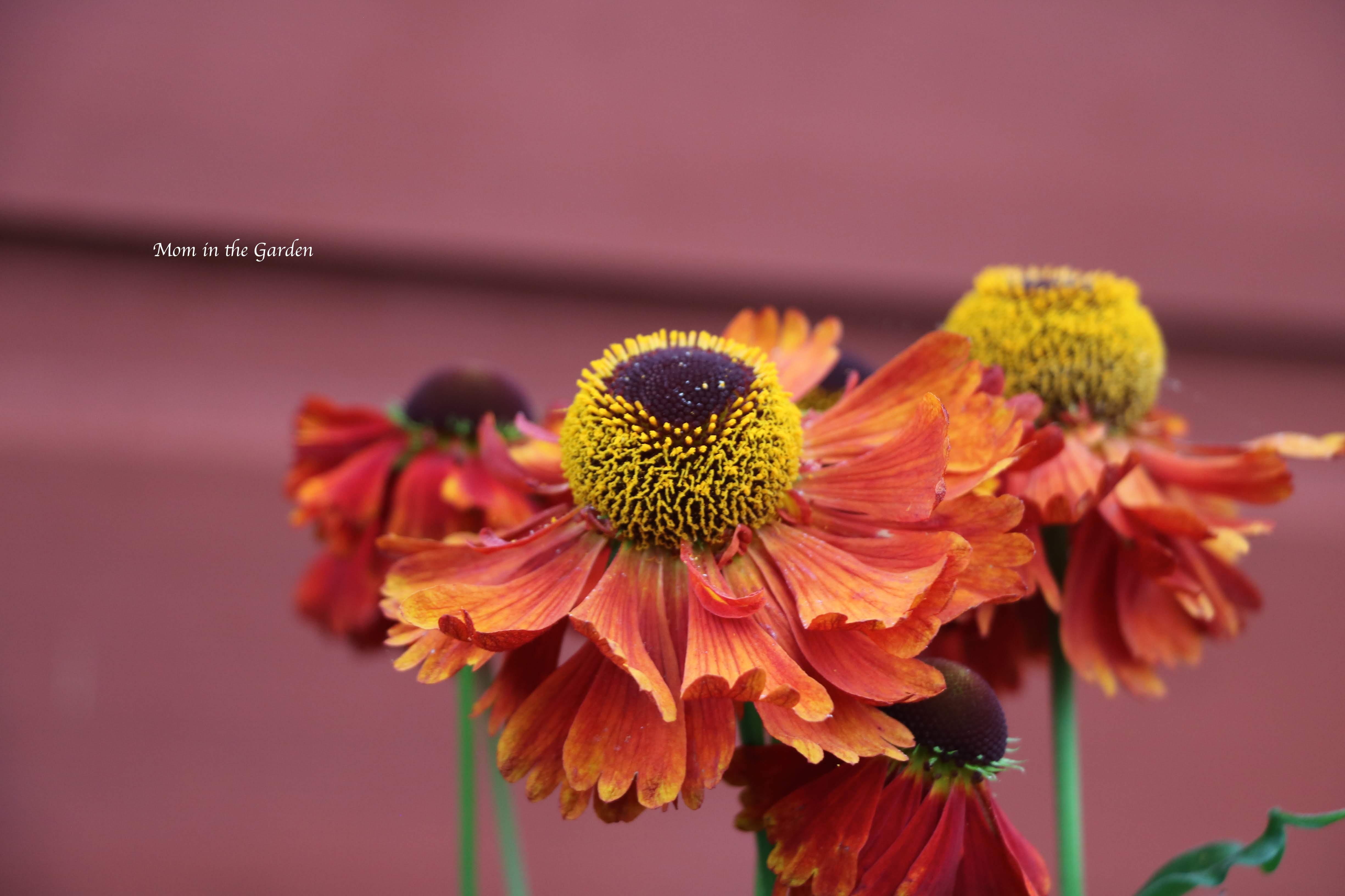 Helenium up close Jul 29