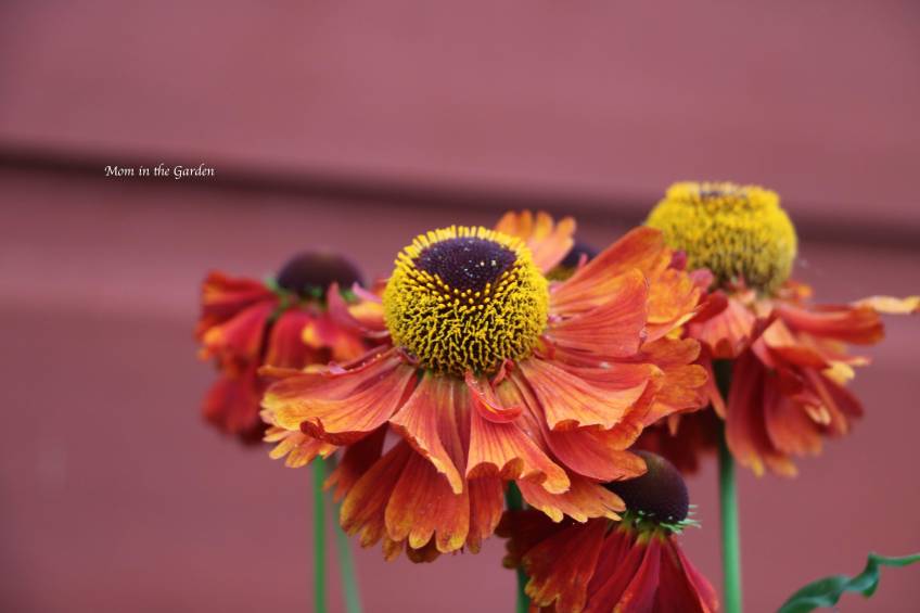 Helenium up close Jul 29