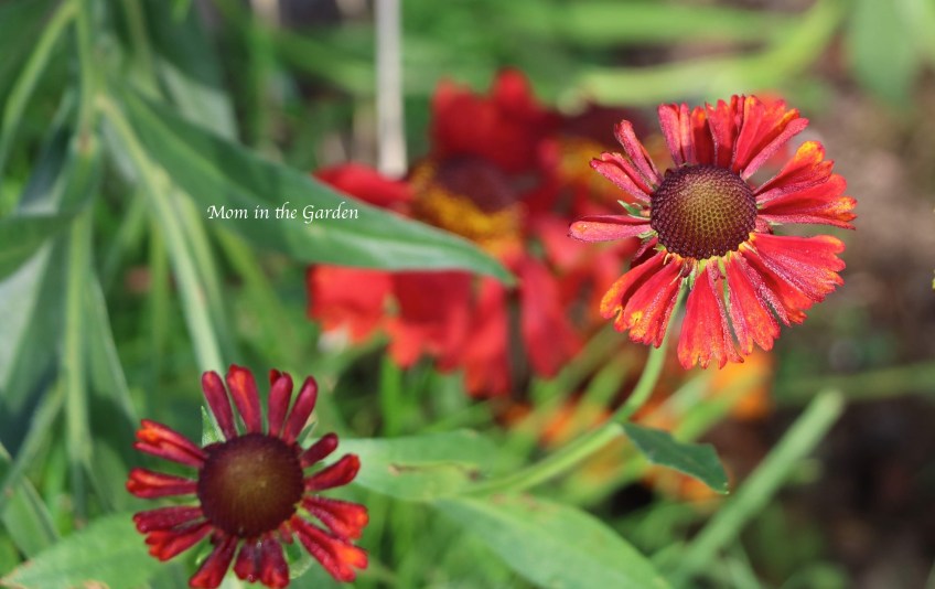 helenium young Aug 27
