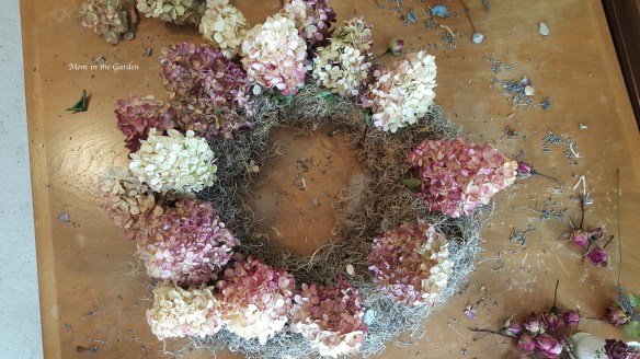 Hydrangea 'Vanille Fraise' Paniculata 'Renhy'