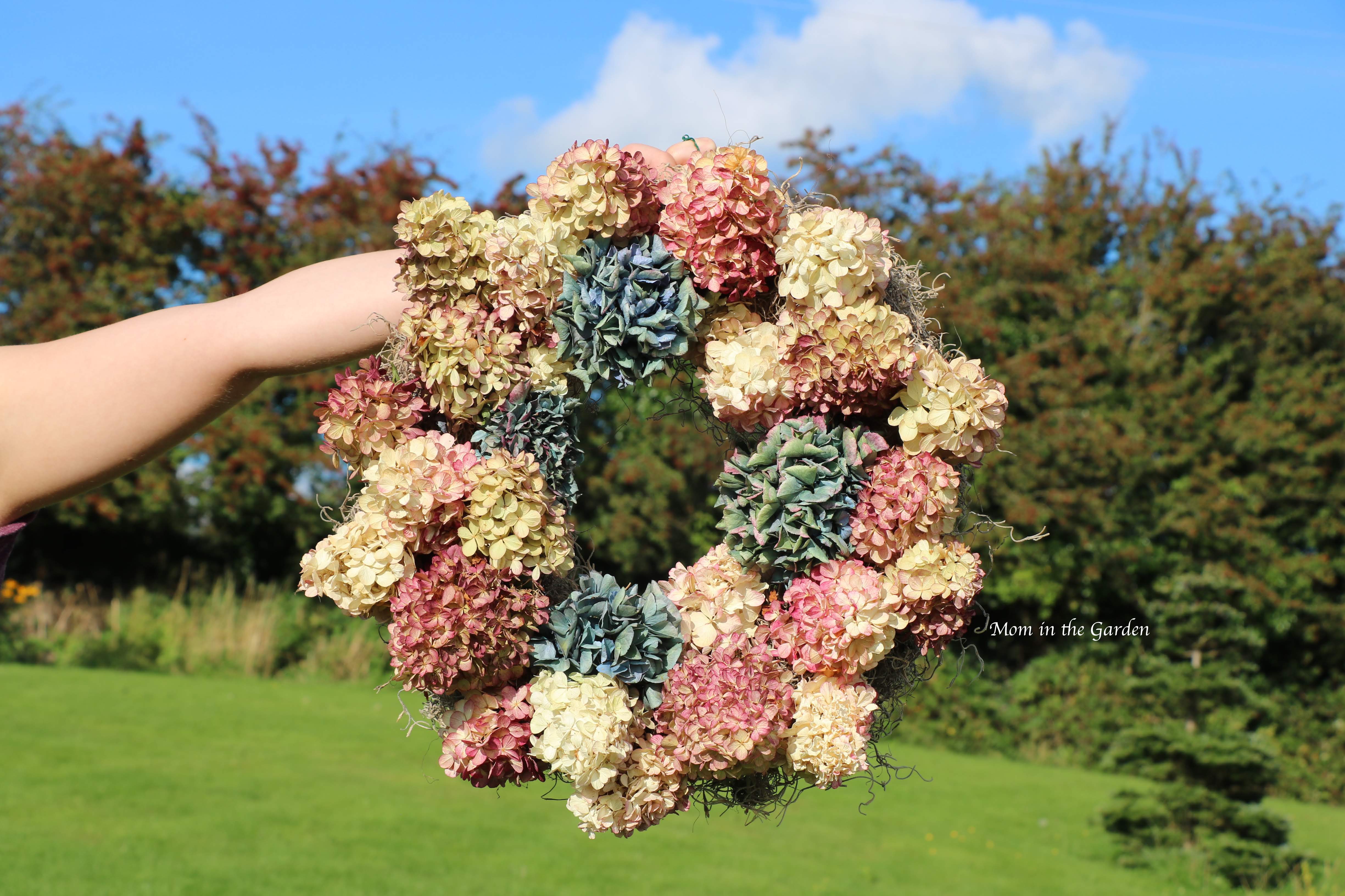 Hydrangea 'Vanille Fraise' Paniculata 'Renhy' wreath