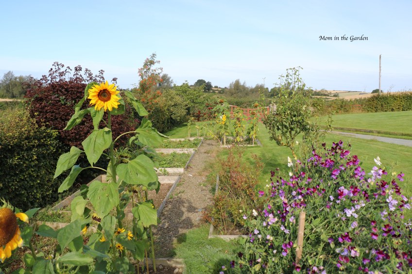 Ladder view of sunflowers + sweet pea + apples Sept 10