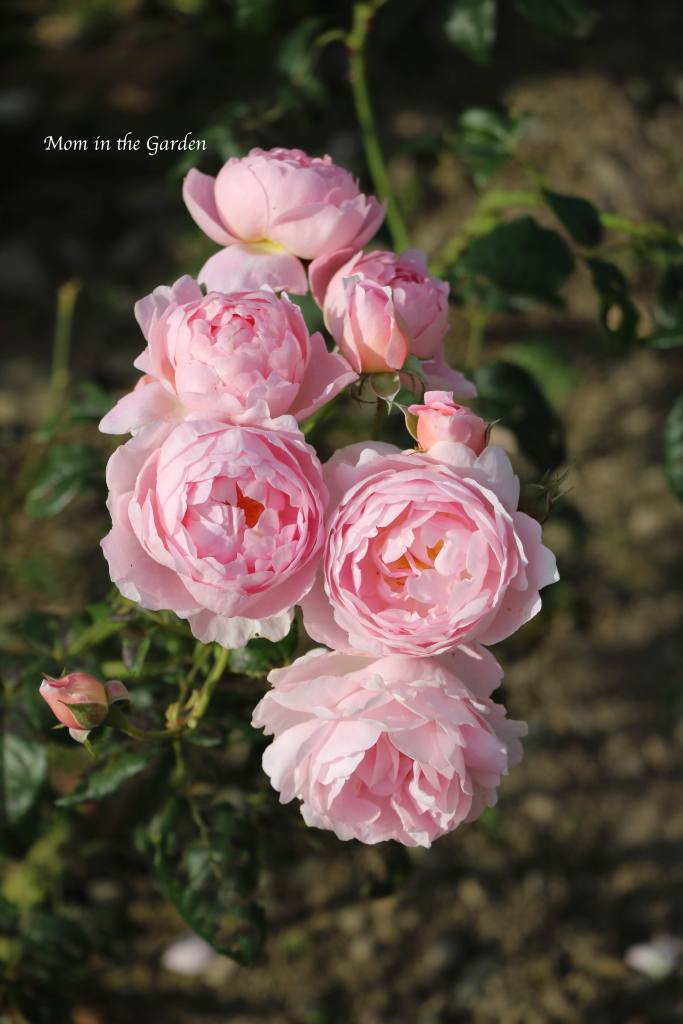 A cluster of light pink David Austin roses (Scepter'd Isle)