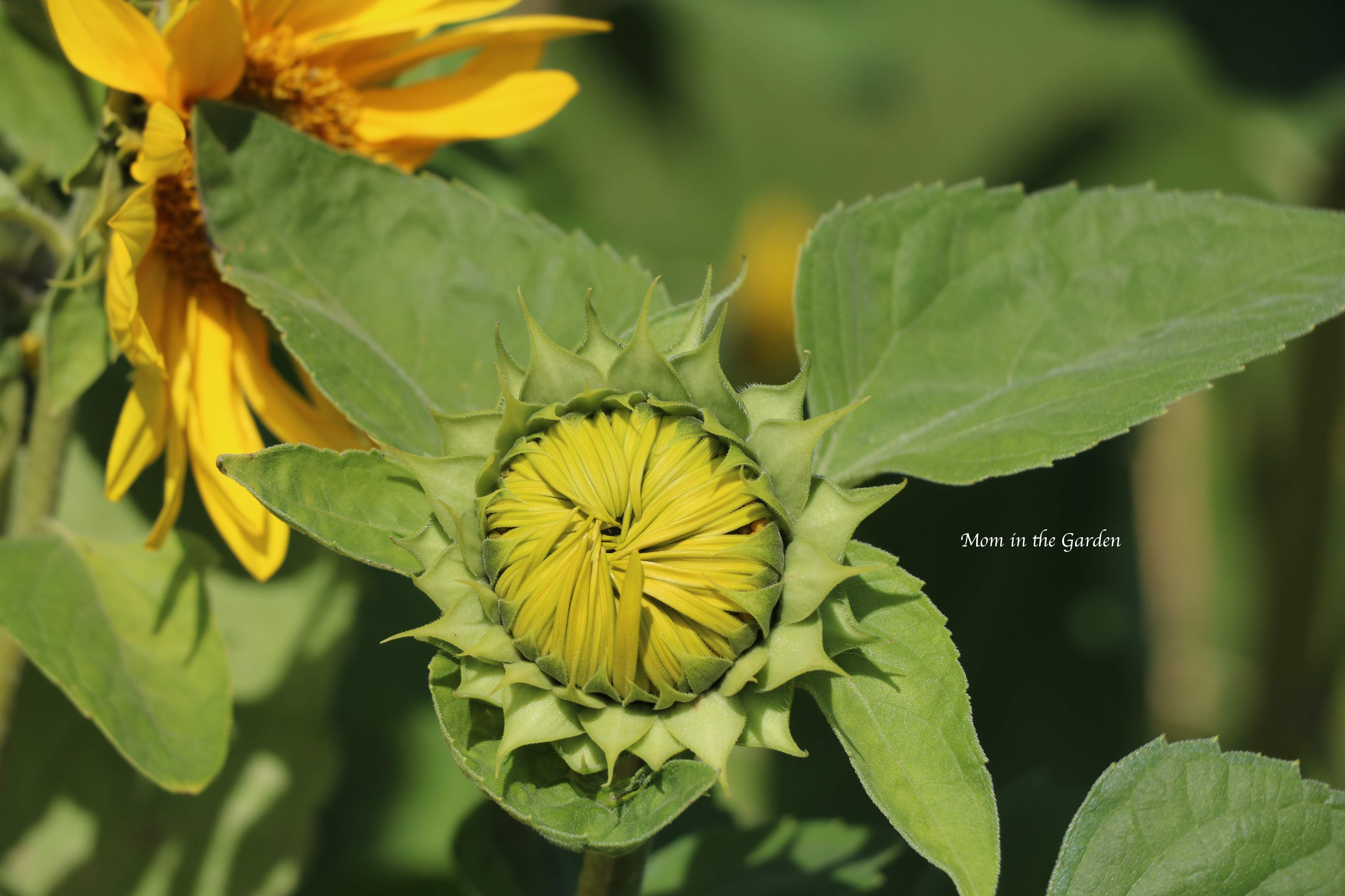 Sunflower closed Aug 31