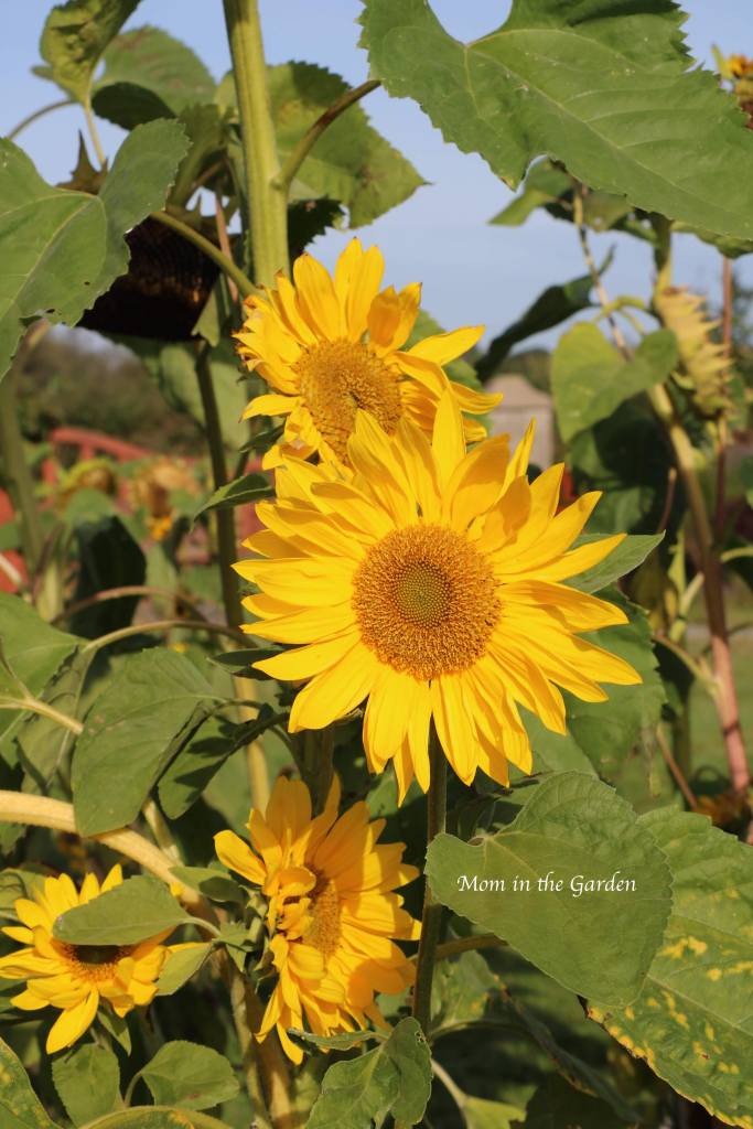 Sunflower cluster Sep 10