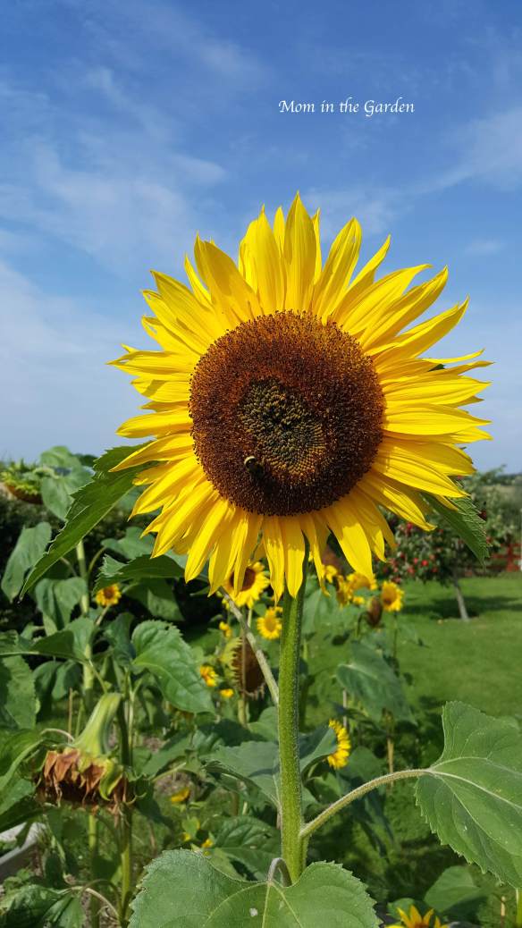 Sunflower full bloom blue sky Aug 24