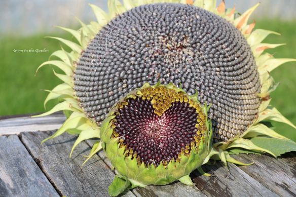 Sunflower heads + heart Sep 7