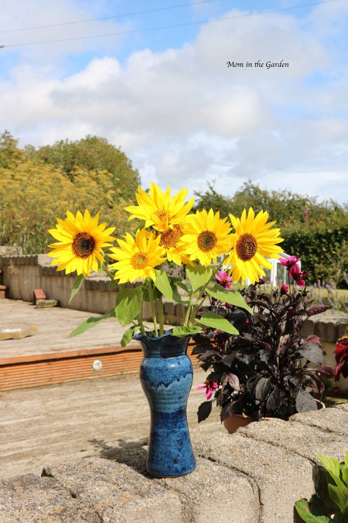 sunflowers in a vase Aug 19