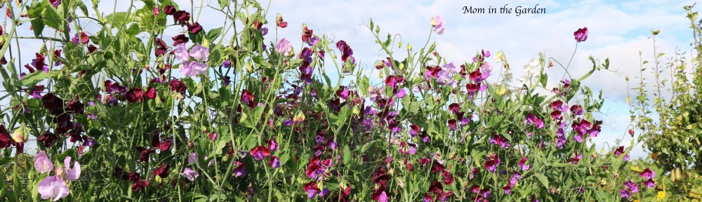 Sweet pea blue sky Aug 31