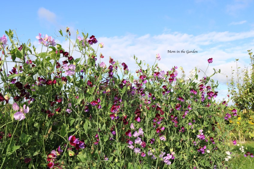 Sweet pea blue sky Aug 31