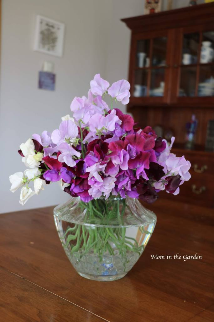 Sweet pea + clear vase Aug 19