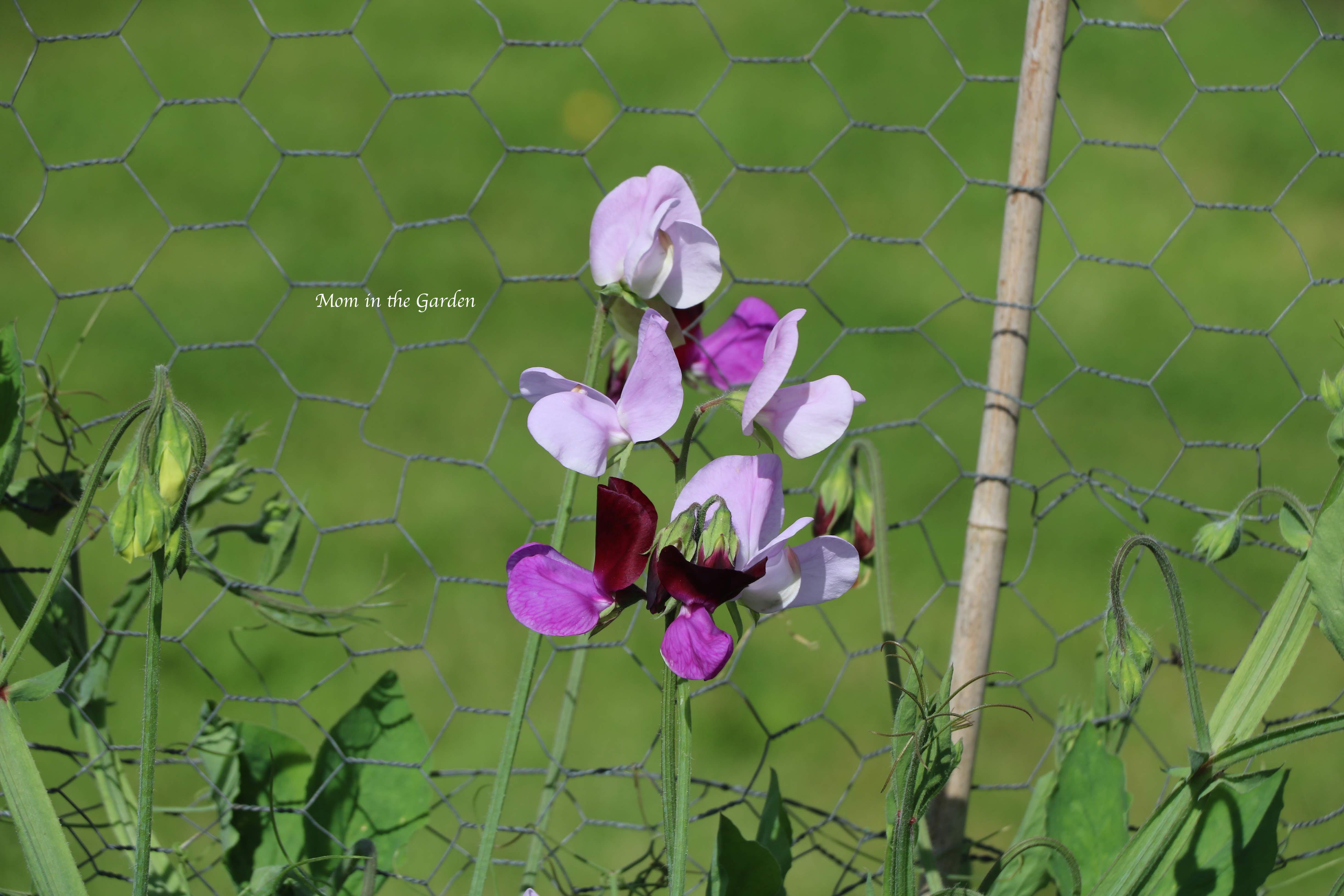 Sweet pea close up July 22