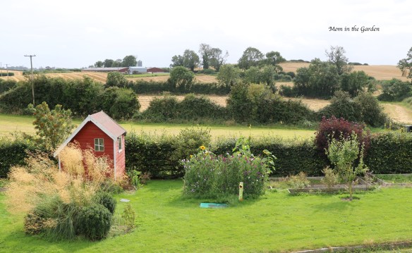 Sweet pea + full garden view from above Aug 29