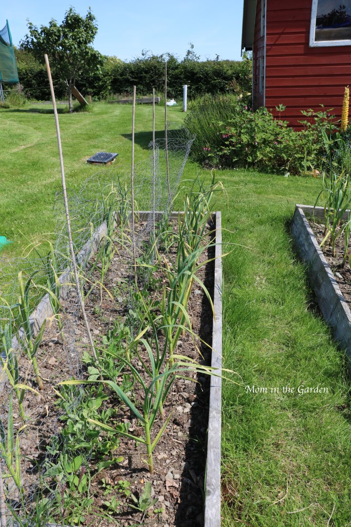 Sweet pea + garlic Jun 22