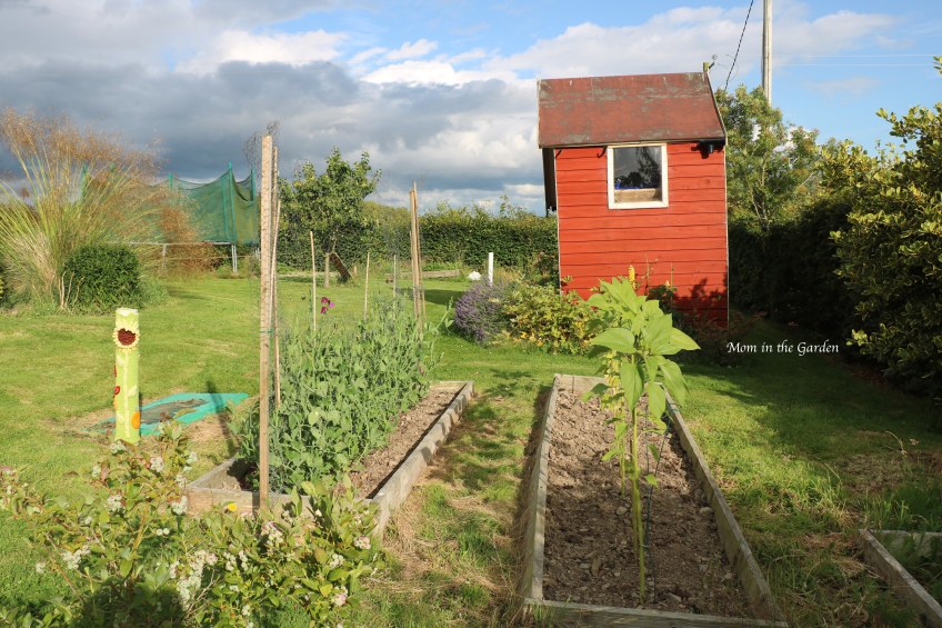 Sweet pea half way up fence July 18