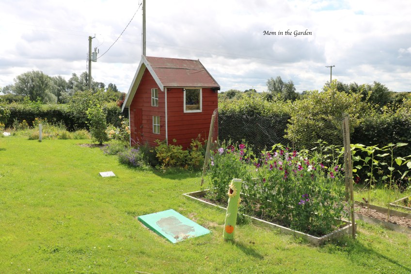 Sweet pea half way up fence July 26