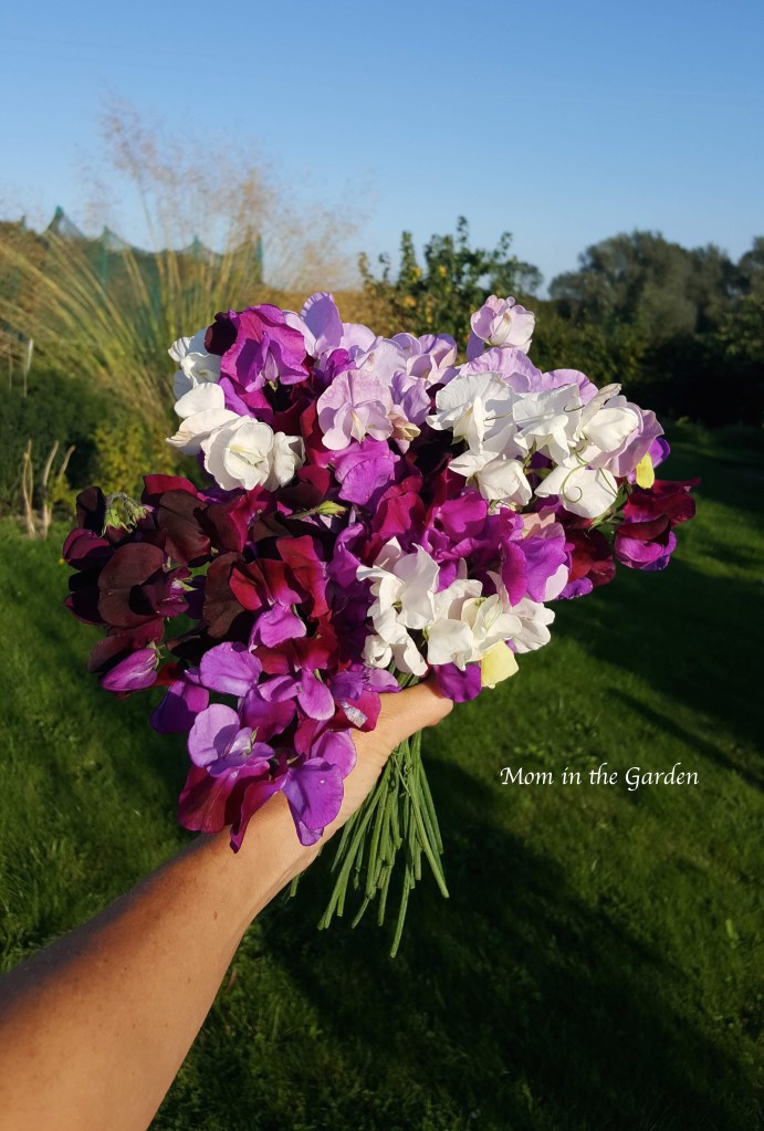 Sweet pea hand bouquet Aug 26