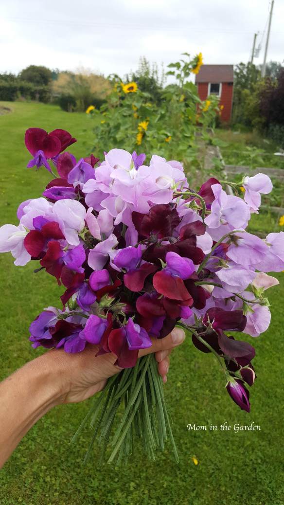 Sweet pea hand bouquet Aug 9