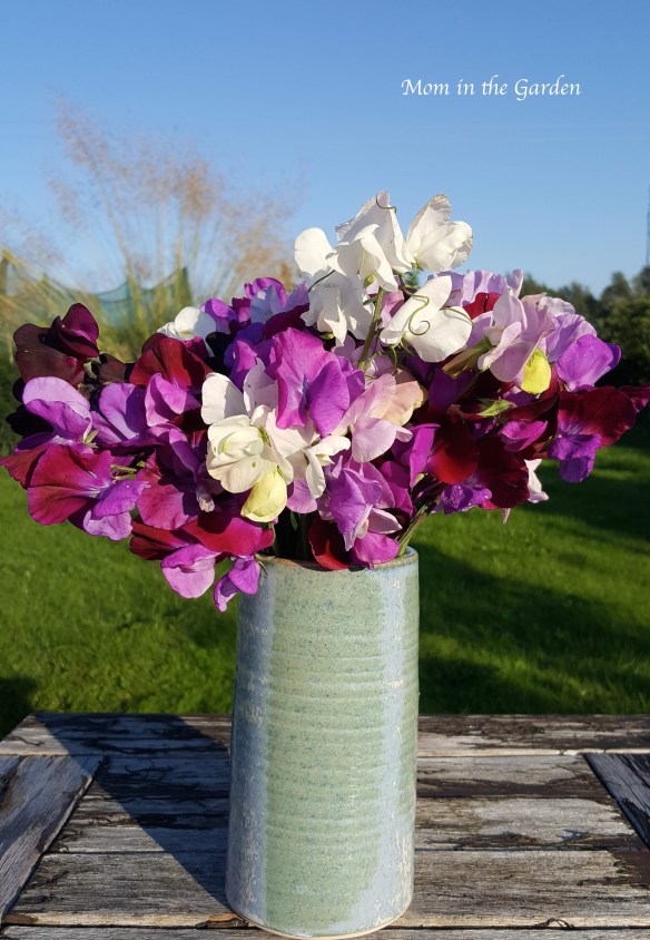 Sweet pea in vase Aug 26