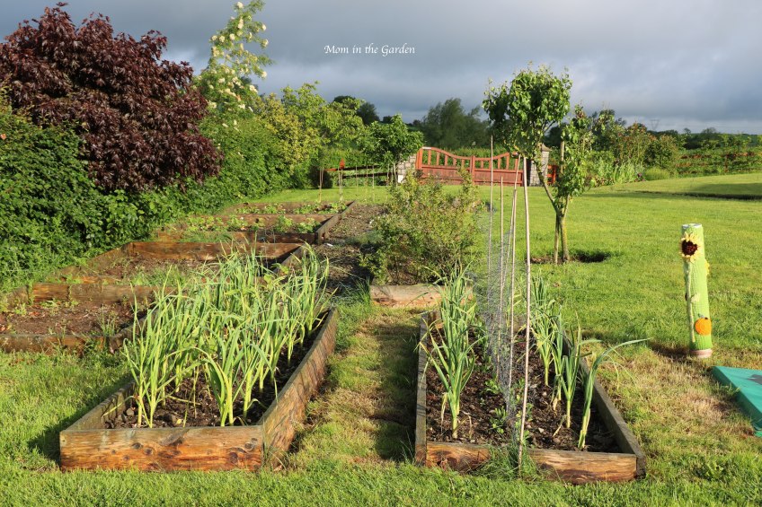 Sweet pea just planted full view June 6