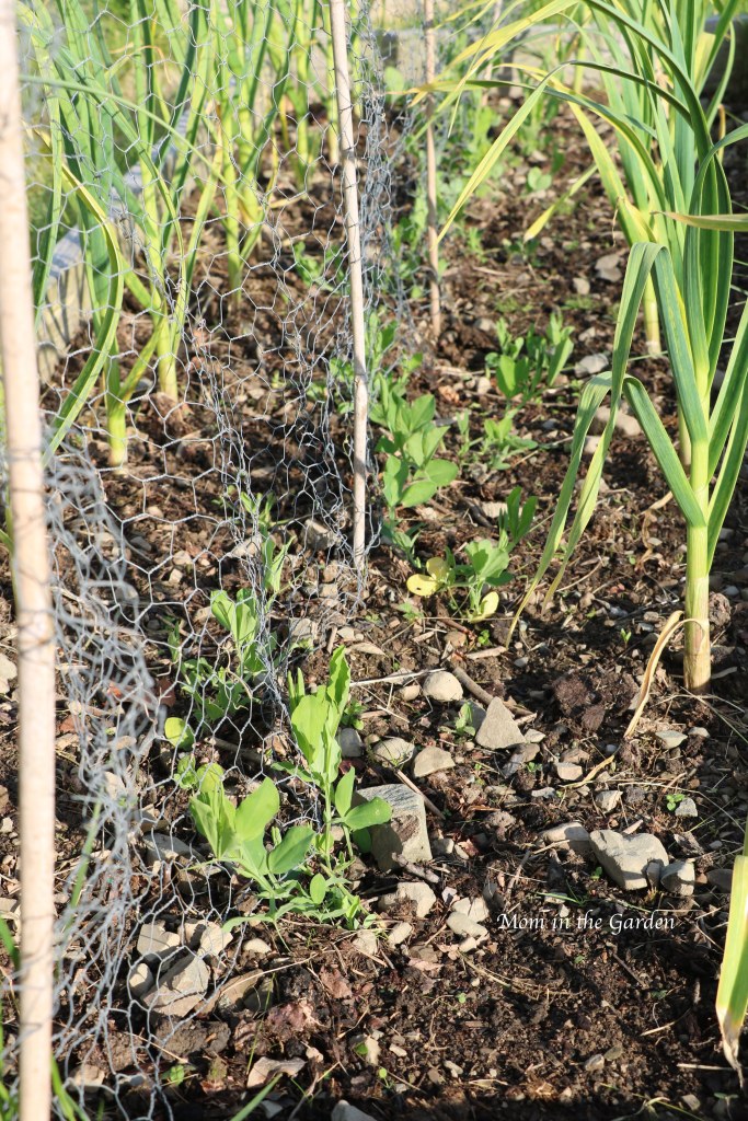 Sweet pea just planted June 11