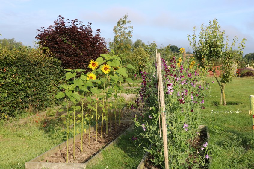 Sweet pea side view Aug 8